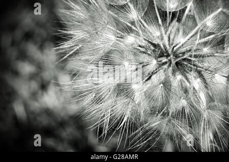 Black & White Dandelion seed head flower. Scientific name: Taraxacum Officinale. Nice bokeh and shallow depth of field. Stock Photo