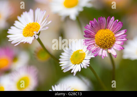 Mexican fleabane (Erigeron karvinskianus). Pink and white flowers of plant in daisy family (Asteraceae), a colonist of Britain Stock Photo