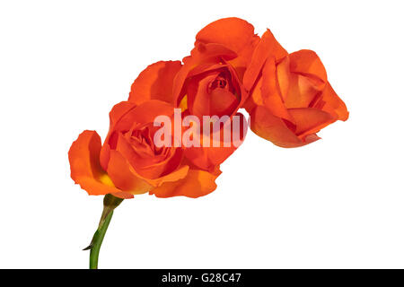 Studio shot of three colorful red roses on white background Stock Photo