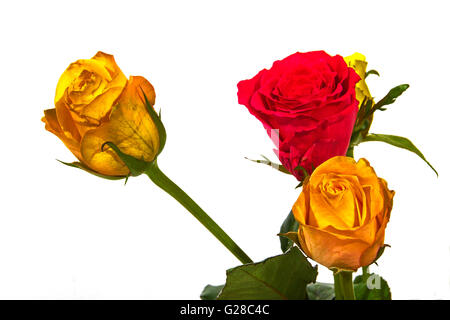 One Red and two yellow beautiful roses on white background Stock Photo