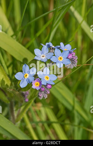 Wood Forget-Me-Nots  (Myosotis sylvatica) Stock Photo