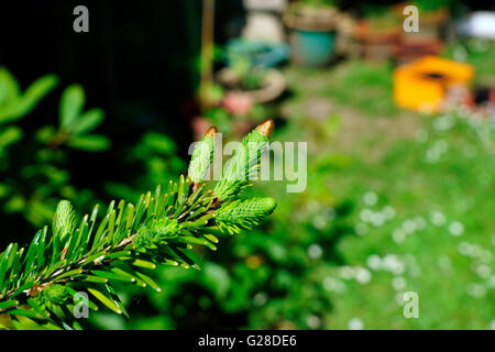 SPROUTING CONIFER GOLD TIPS PUSHED OFF Stock Photo