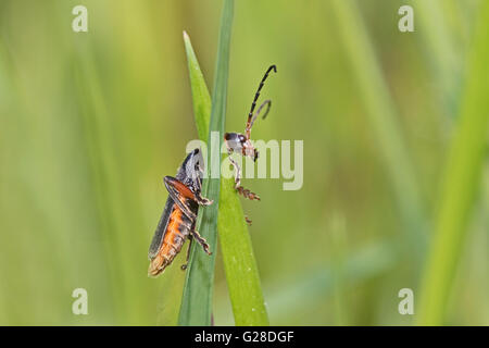 Soldier Beetle  (Cantharis rustica) Stock Photo