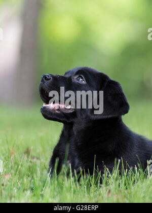 An eight week old Black Labrador puppy Stock Photo
