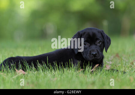 An eight week old Black Labrador puppy Stock Photo