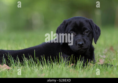 An eight week old Black Labrador puppy Stock Photo