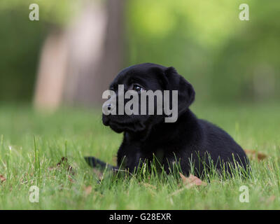 An eight week old Black Labrador puppy Stock Photo