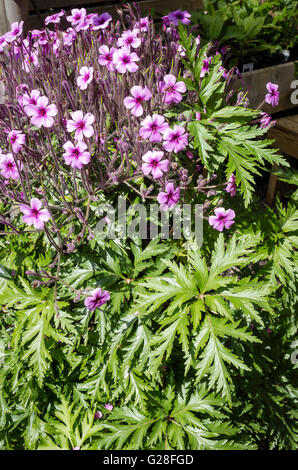 Frost-tender Geranium maderense showing both flowers and foliage in May in Cornwall Stock Photo