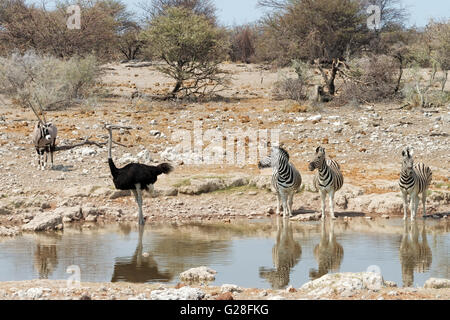 Oryx, male ostrich and zebras at a waterhole in Etosha National Park, Namibia Stock Photo