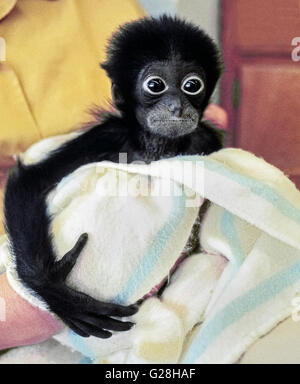 A 3-month-old Siamang ape named Holly is being held by her caretaker at the world-famed San Diego Zoo where she is being protectively raised in captivity in San Diego, California, USA. Siamang apes (Symphalangus syndactylus) are members of the gibbon family of lesser apes that are found in the wild in the diminishing rain forests of Malaysia and Sumatra. These black-furred arboreal animals can be spotted high in the treetops swinging by their long arms from branch to branch. The life span of Siamangs in captivity is about 40 years. Stock Photo