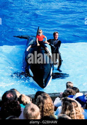 Personal involvement by spectators and trainers with killer whales became a thing of the past in 2016 when SeaWorld announced it would stop any human hands-on participation during its orca whale shows at the company's three marine theme parks in California, Florida and Texas. Public outrage about treatment of the wild animals and injuries and deaths of their trainers contributed to the decision. In this 1988 photo at SeaWorld San Diego in California, USA, a young girl has been placed on the back of a killer whale during the 'Shamu Show' at the park. Stock Photo