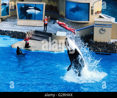 Personal involvement by trainers and spectators with killer whales became a thing of the past in 2016 when SeaWorld announced it would stop any human hands-on participation during its orca whale shows at the company's three marine theme parks in California, Florida and Texas. Public outrage about treatment of the wild animals and injuries and deaths of their trainers contributed to the decision. In this 1988 photo at SeaWorld San Diego in California, USA, a trainer is being flipped into the air after riding on the head of the whale during the 'Shamu Show. ' Stock Photo