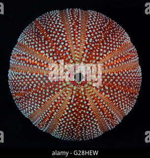 top view close up of a echinus esculentus sea urchin Stock Photo