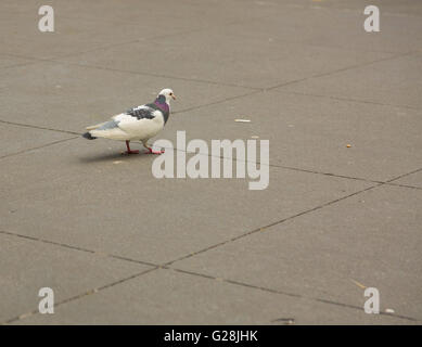 white and colored pigeon on a NYC sidewalk Stock Photo