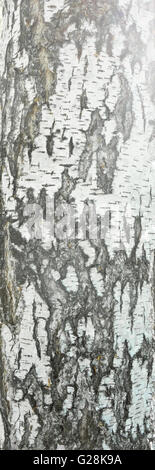close up  of birch bark Stock Photo
