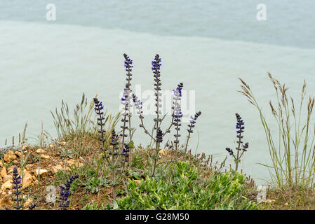 Flowering Wild Clary on the cliff tops at Seaford Head, East Sussex Stock Photo