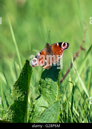A peacock butterfly on a dock leaf UK Stock Photo - Alamy