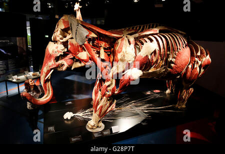 Dr Angelina Whalley, curator and designer of the Body Worlds exhibitions looks at an exhibit from the Animal Inside Out exhibition at the International Centre for Life science village in Newcastle upon Tyne. Stock Photo