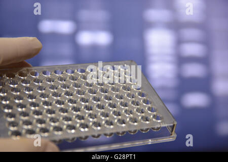 In the laboratory of medical genetics. Well plates in the hand of the scientist. Stock Photo