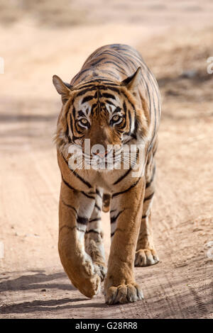 Bengal Tiger, royal Bengal tiger (Panthera tigris tigris), running on road, Ranthambore National Park, Rajasthan, India Stock Photo