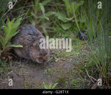 water vole sitting on the river bank Stock Photo