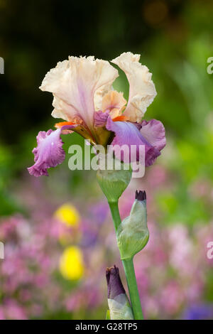 Flower and stem of the tall bearded iris, Iris 'Coquetterie' Stock Photo