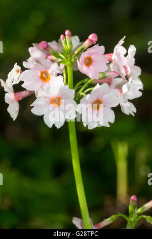 Whorled flowers of the pale pink candelabra primula, Primula japonica 'Apple Blossom' Stock Photo