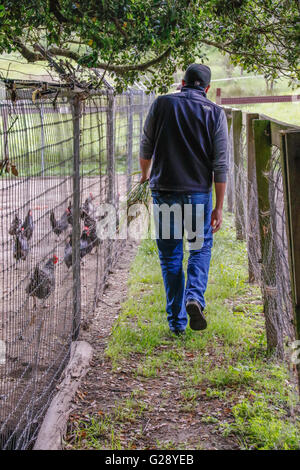 Farmer playing with the chickens on the farm Stock Photo