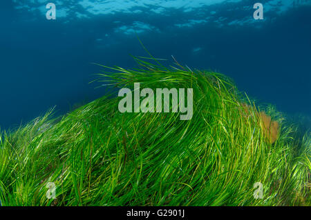 Dense thickets of Seagrass Zostera on the sandbanks on the blue surface of water