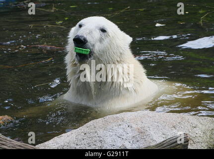 Cleaning the environment - Surfacing female polar bear (Ursus maritimus) closeup of the head, plastic bottle cap in her mouth, Stock Photo
