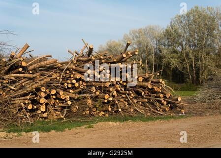 Stack of felled trees. Pine wood industry. Fallen trees. Felling and cutting of forests Stock Photo