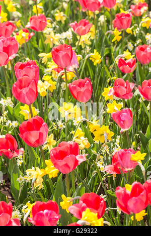 A pretty mixture of tulips and daffodils in the spring  garden. Stock Photo