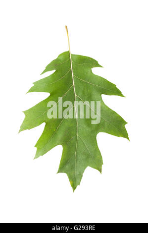 One single green oak leaf isolated on white background Stock Photo