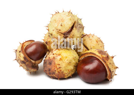 Bunch of horse chestnuts on white background Stock Photo