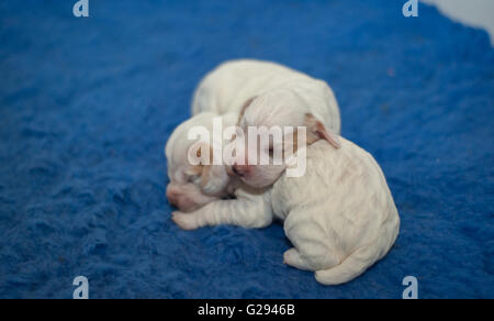cocker spaniel pups Stock Photo