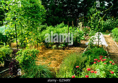 Inside the garden in August: Beds of vegetables and flowers producing with vines twirling upward. Plants protected from sun and Stock Photo