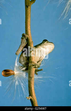 The bottom side of a tree frog, Hyla versicolor, sitting on Milkweed seeds Stock Photo