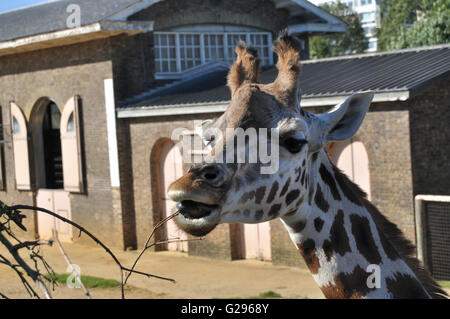 Giraffe at London Zoo Stock Photo