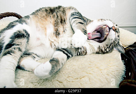 Fat Cat lying on Lamb skin in different funny poses Stock Photo