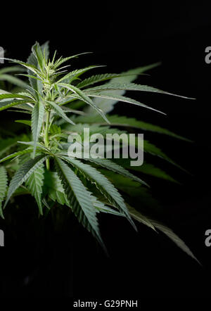Hemp plant isolated on black background Stock Photo