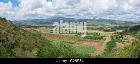 sugar cane plantation plantations crop production Stock Photo