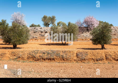 Olive groves and almond trees in an agricultural landscape in Toledo Province, Spain Stock Photo