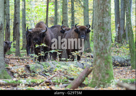 Bialowieza forest is a valuable remainder of the old european deciduous forest which once covered lowlands in Europe Stock Photo