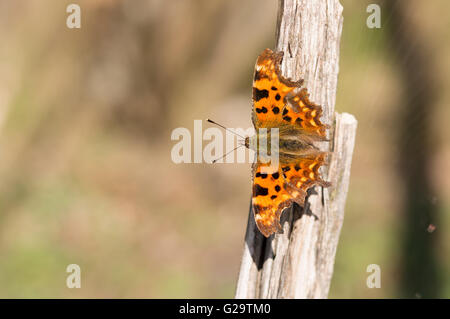 A Comma butterfly (Polygonia c-album) on a snapped tree branch. Stock Photo