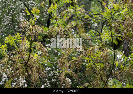Close up detail of an Ash tree in flower in the English countryside. Stock Photo