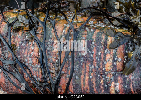 Rock and Seaweed on the Isle of Skye. Stock Photo