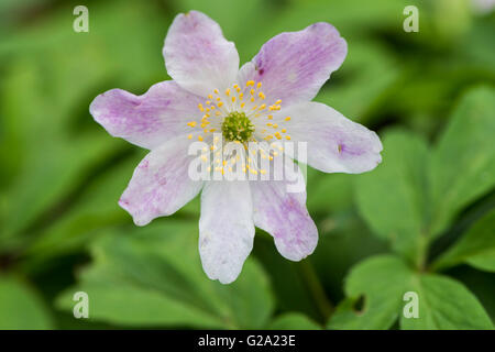 Flower of Anemone nemorosa. Stock Photo