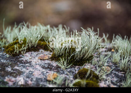 Moss and lichen growing on granite rock. Stock Photo