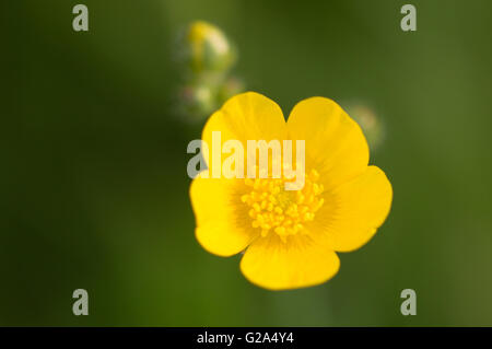 A Meadow Buttercup flower (Ranunculus acris). Stock Photo