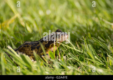 A Common Frog (Rana temporaria) hiding in grass. Stock Photo